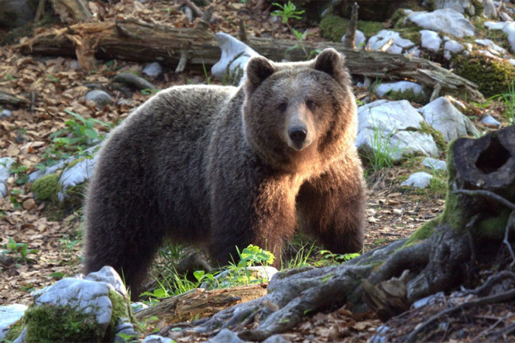 Lovac tvrdi da mu je medvjed ukrao dvije puške