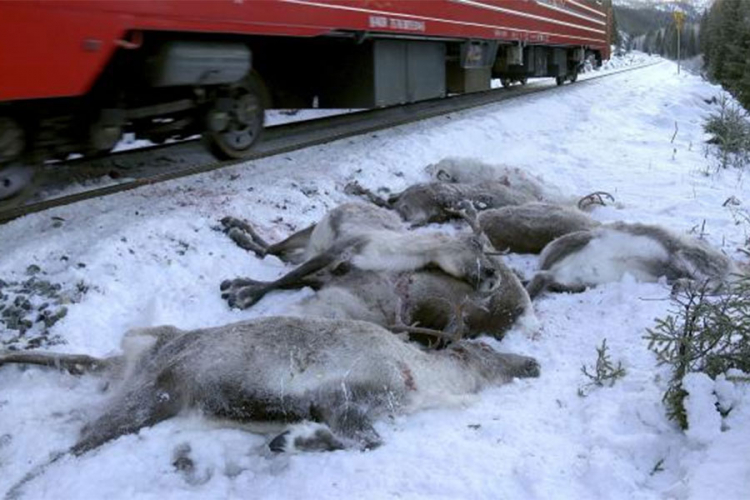 100 irvasa ubijeno u nekoliko dana, pokosili ih vozovi