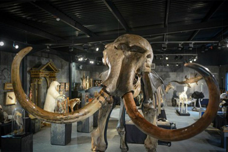 Skelet mamuta star 15.000 godina na aukciji