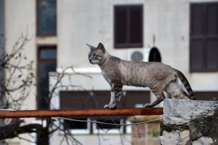 Mačka ostavila pola Banjaluke bez struje