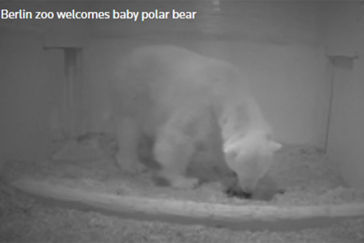 U njemačkom zoološkom vrtu se rodilo polarno meče
