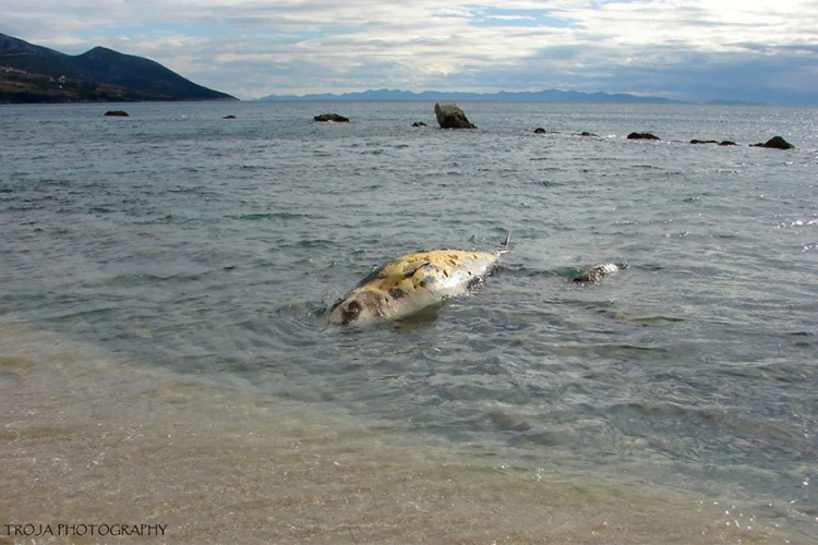 Hrvatska: Na obalu isplivao leš misterioznog stvorenja