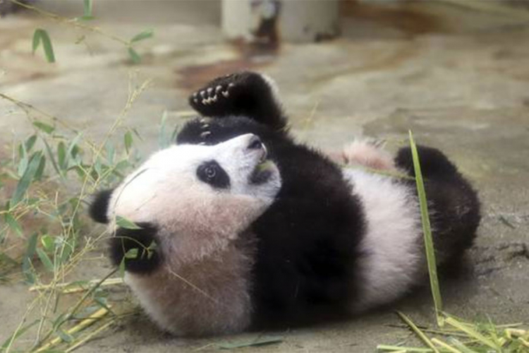 Debi mladunčeta pande u tokijskom zoo vrtu