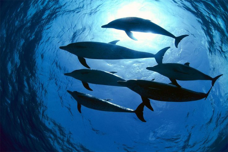 Zbog virusa u Brazilu uginulo više od 170 delfina