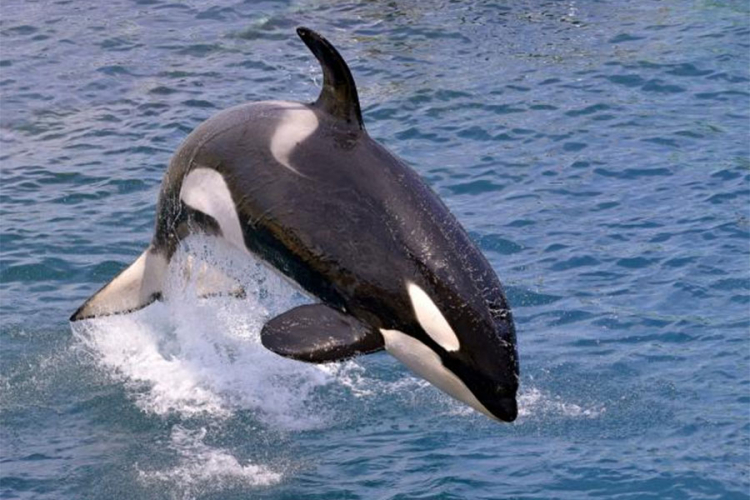 Prvi kit ubica naučio da "izgovara" riječi