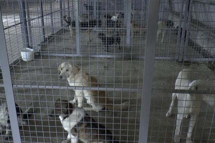 Srpski zatvorenici će se brinuti o psima lutalicama dok služe kaznu