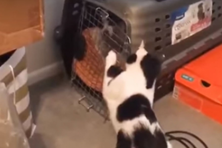 Mačka spasila pse iz "zarobljeništva"