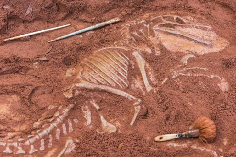 U Egiptu otkriveni ostaci nepoznate vrste dinosaurusa