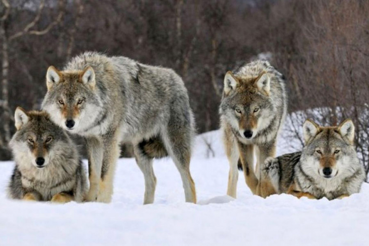 Čopor vukova prijeti podgrmečkim selima