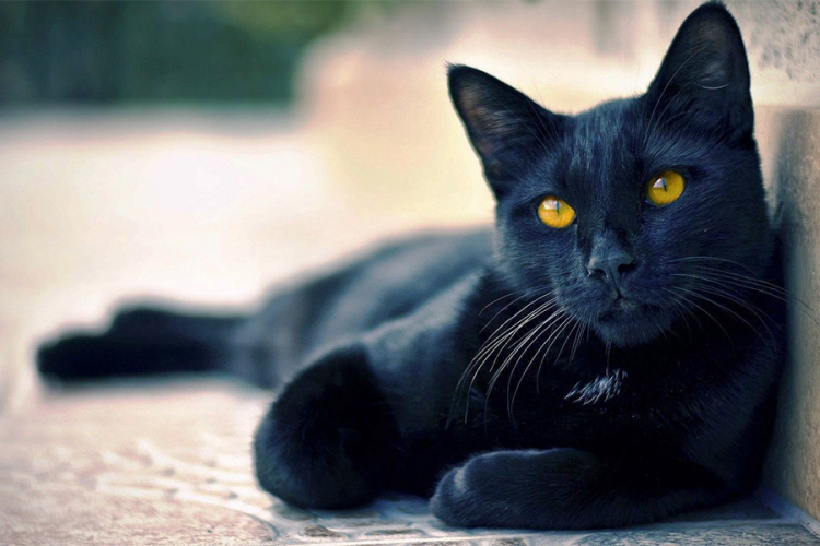 Crne mačke ipak donose sreću?