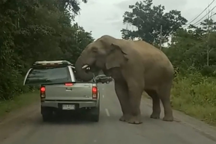 Kad slon redizajnira auto