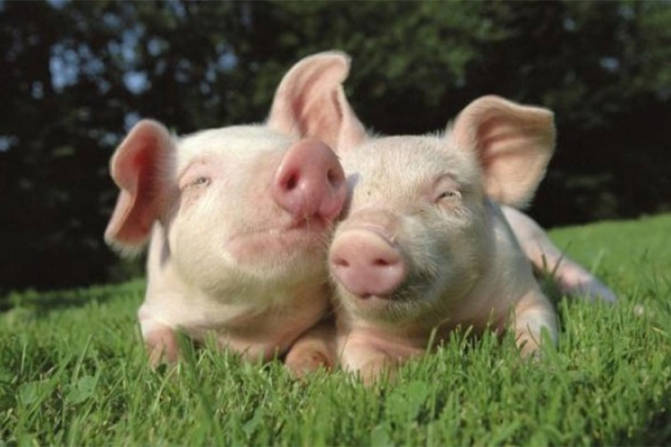 U Danskoj ima više svinja nego stanovnika