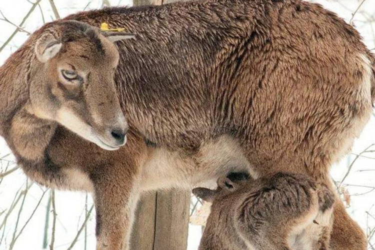 Na Fruškoj gori rođeno prvo mladunče muflona