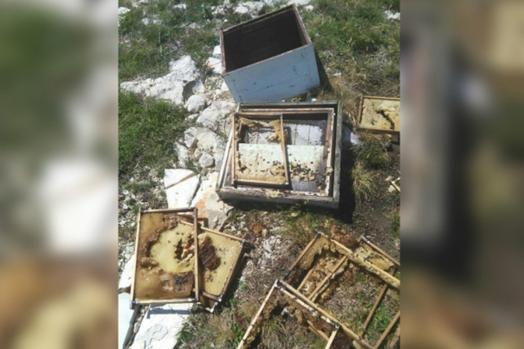Neobičan sudski spor u Banjaluci: Medvjed bankaru pčelaru donio 6.667 KM