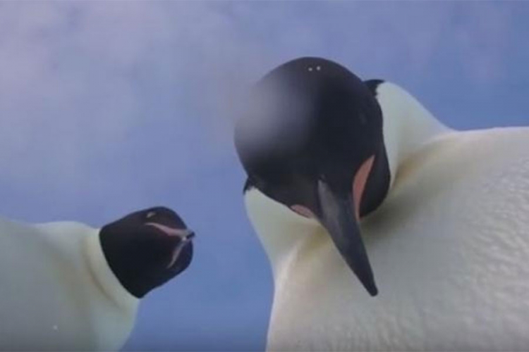 Pingvini pronašli kameru i "snimili" kratak selfi video