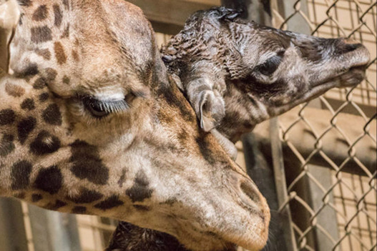 Rođeno mladunče Žirafe dugo skoro dva metra