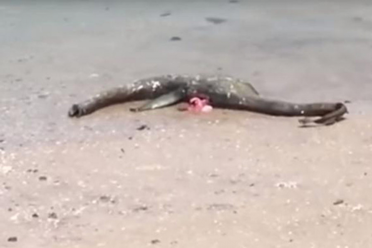 Trup misterioznog stvorenja pronađen na američkoj plaži