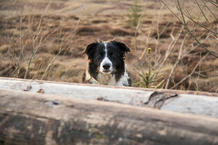 'Dogs Trust' traži sankcionisanje odgovornih za uništavanje pasa u Ravnom