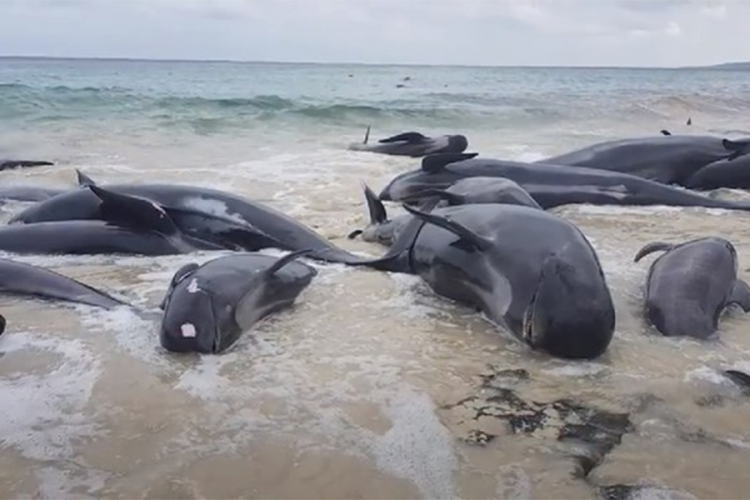 Na australijsku obalu se nasukalo 150 kitova, gotovo svi uginuli