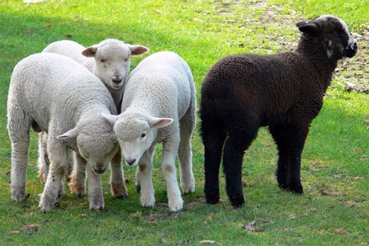 Vic dana: Bakine ovčice