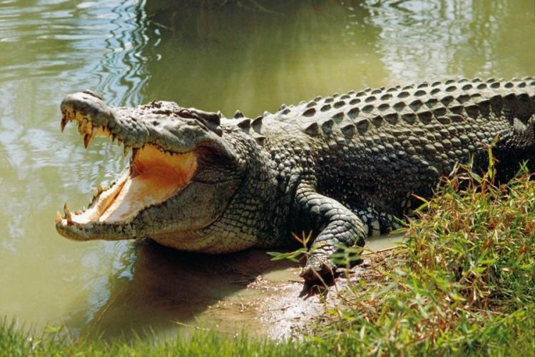 Na aerodromu u Londonu zaplijenjeno 50 živih krokodila