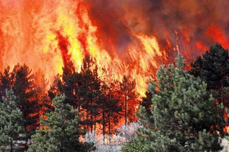 Vatra zahvatila oko 63.000 hektara šume
