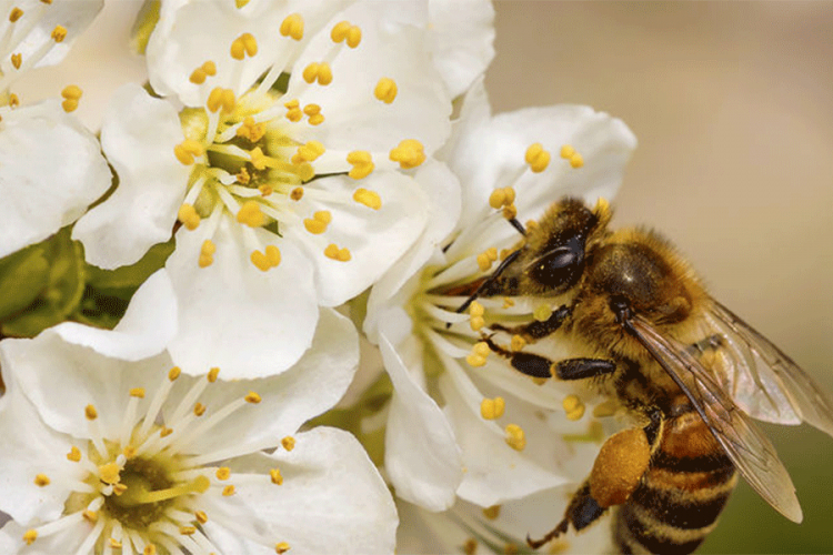 Svjetski dan pčela - 20. maj