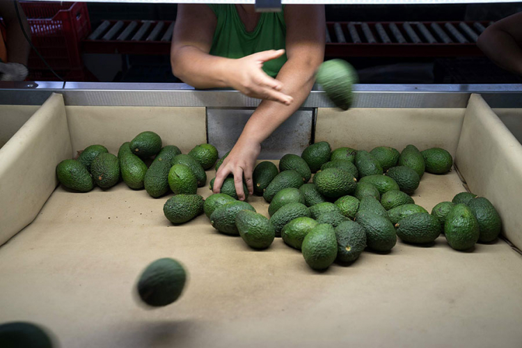 Zeleni hit na svjetskim berzama: Avokado je novo zlato