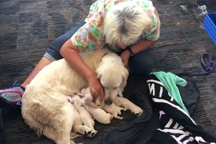 Labradorka dobila osam štenaca nasred aerodroma