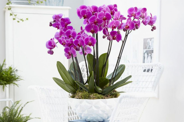 Orhideje važe za zahtjevno cvijeće