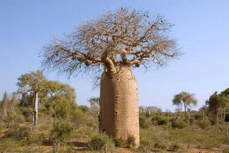 Stabla baobaba venu pod misteriozim okolnostima