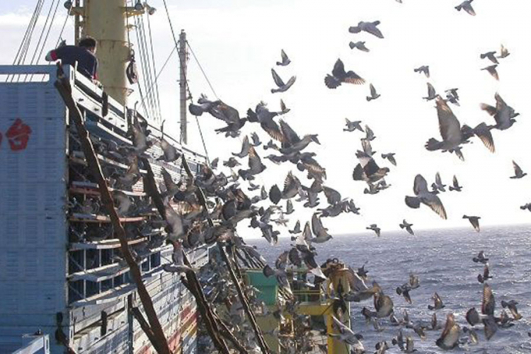 Više od milion golubova strada u trkama na Tajvanu