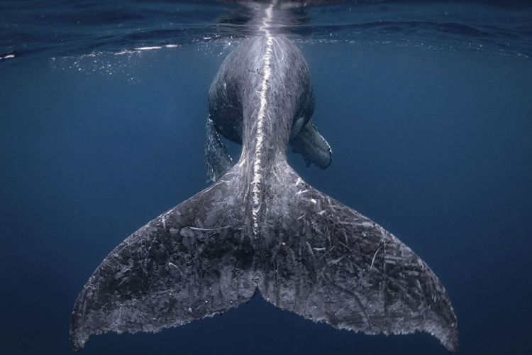 Rep kita najbolja fotografija na svijetu u 2018.