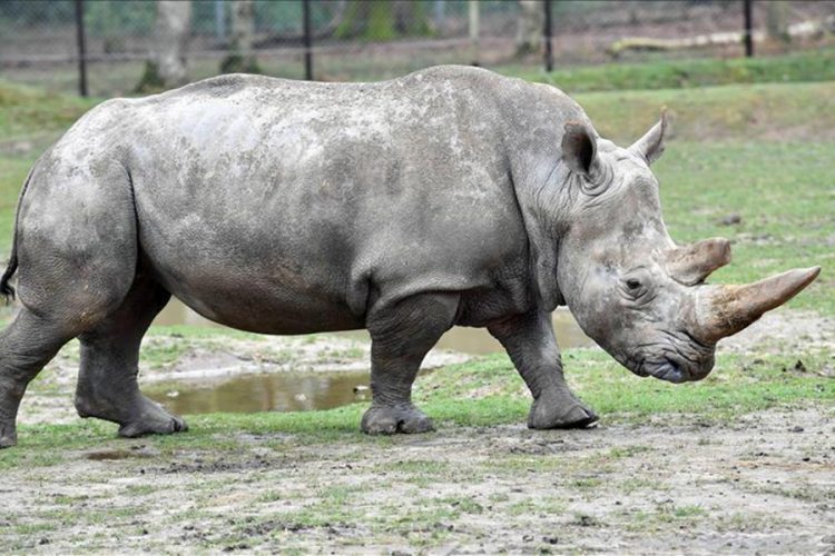 Kenija: Uginulo sedam crnih nosoroga, uzrok nemar?