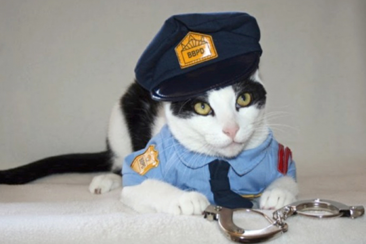 Vic dana: Policajac i mačka