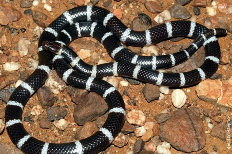 Otkrivena nova vrsta zmije otrovnice