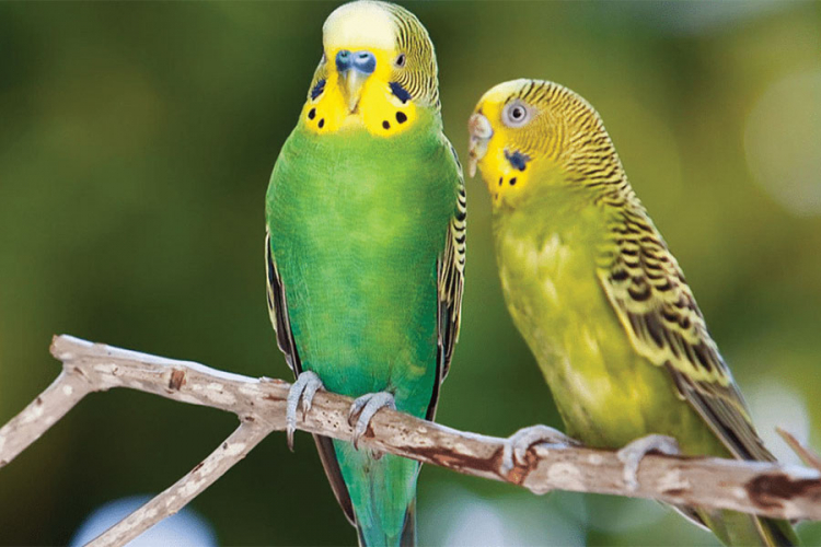 Papagaji: Ptice sreće prema Feng šuiju