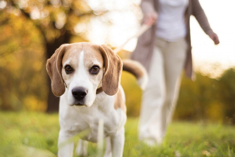 U ovih sedam mitova o psima najčešće vjerujemo