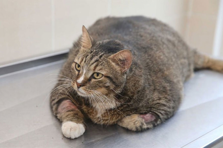Mačka teška 19 kilograma krenula na dijetu