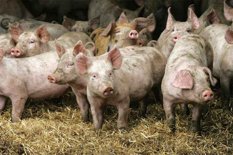 Ekološki problem u Španiji: Više svinja nego ljudi