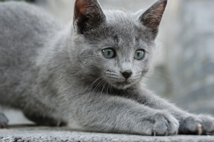 Ruska plava mačka: Najpoželjnija jednobojna pasmina