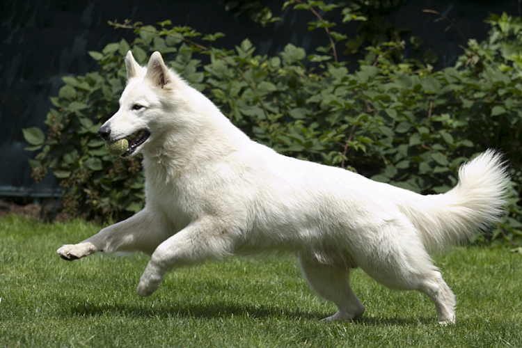 Bijeli švajcarski ovčar: Savršen radni pas
