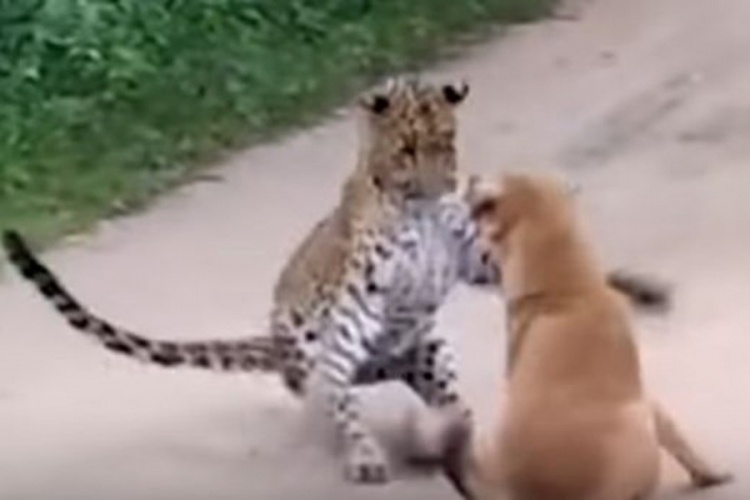 Hrabri cuko se odbranio od leoparda