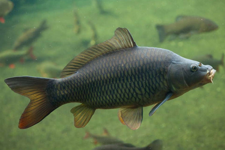 Šaran - najpoznatija riječna riba