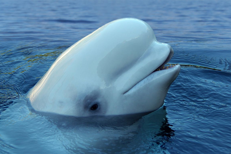 Izgubljeni beluga kit luta Temzom