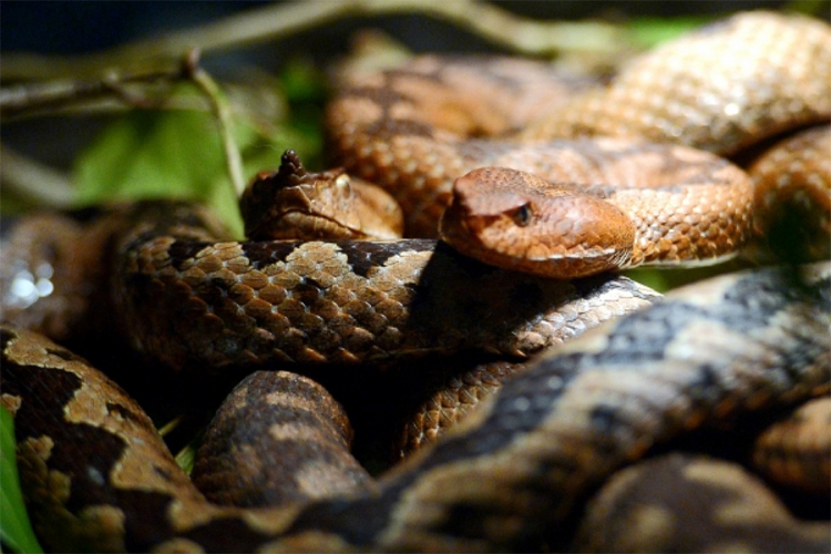 Policija u automobilu pronašla više od 1.000 otrovnih zmija