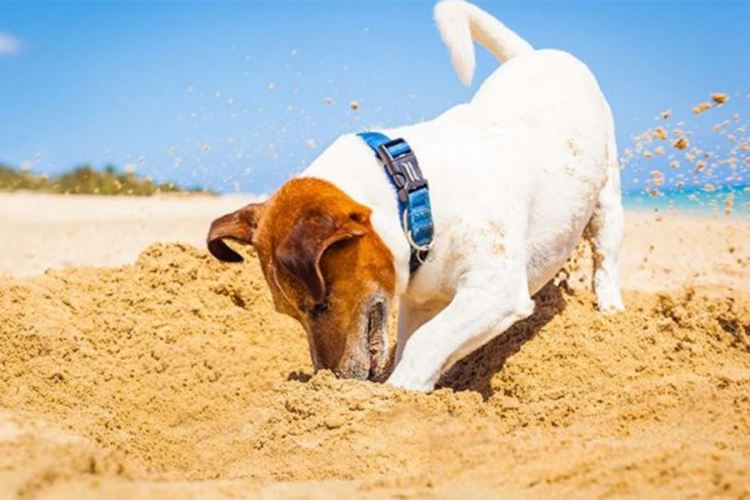 Zašto psi kopaju rupe u zemlji
