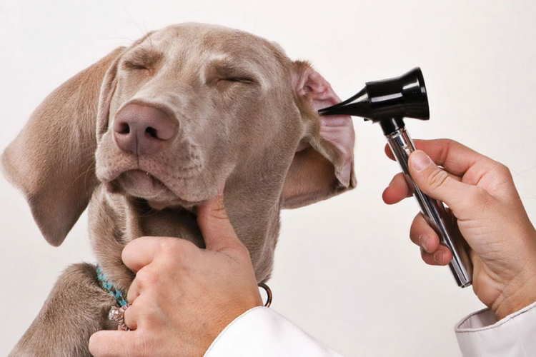 Šta ukazuju neprijatni mirisi vašeg psa