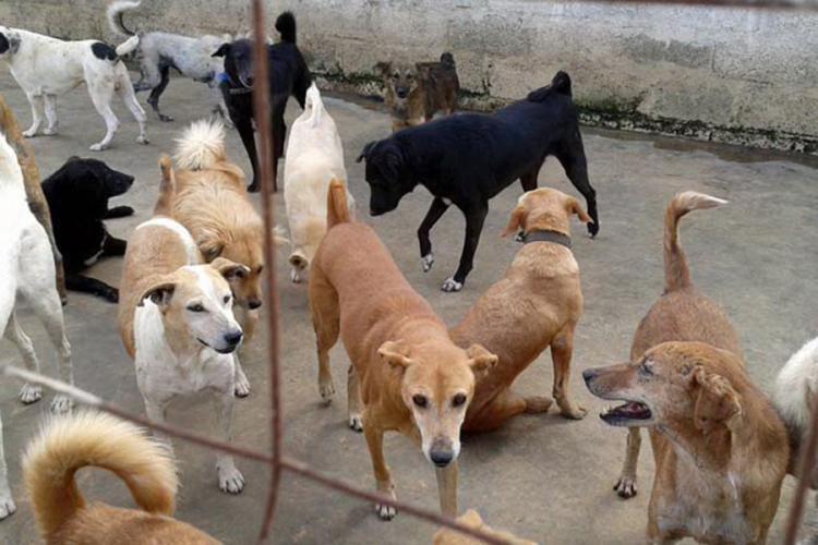 Detalji krađe pasa iz azila kod Prijedora