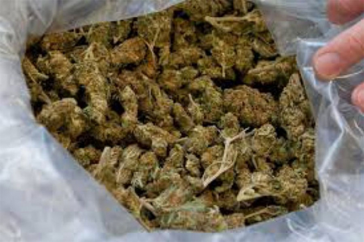 Zaplijenjeno 15 kilograma marihuane